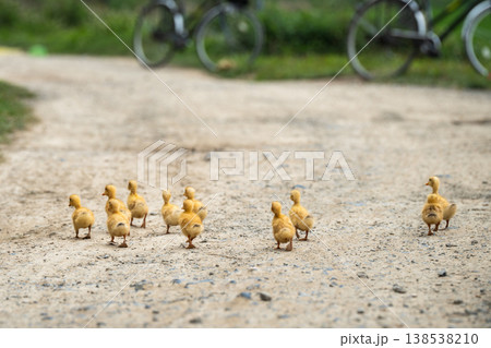 Little yellow ducklings on free-range in farmland, flock of birds walking along road in countryside. 138538210
