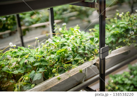 Blooming strawberries plants growing in smart greenhouse under grow lights and hydroponics system. 138538220
