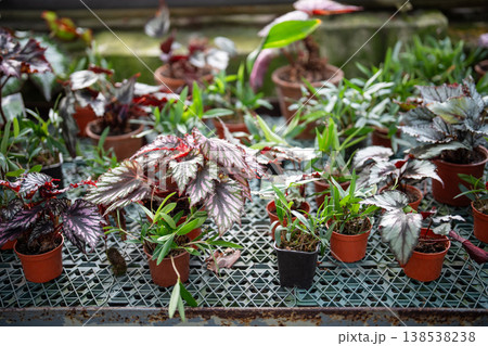 Spring in cozy winter garden, collection of various types of begonias in pots on display at tables. 138538238