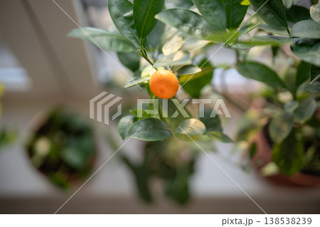 Harvesting first crop of homegrown mandarins, growing citrus potted tree at home 138538239