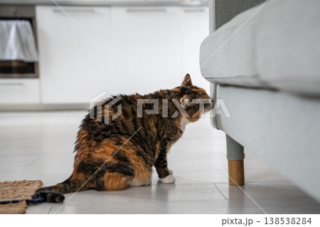 Calico cat sniffs sofa in new apartment, marking her feline territory. Pet life and behavior.  138538284