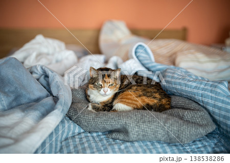Tranquil calico cat comfortably resting in morning on owners bed in bedroom, enjoying calm time. Tranquil calico cat comfortably resting in morning on owners bed in bedroom, enjoying calm time. 138538286