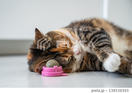 Curious playful Calico cat enjoying catnip ball toy, rubbing head and ears on aromatic herbal ball. 138538303
