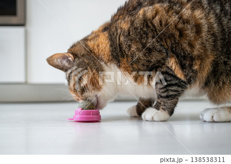 Curious Calico cat sniffing catnip ball toy, examinees herbal treat, healthy toy for home pets. 138538311