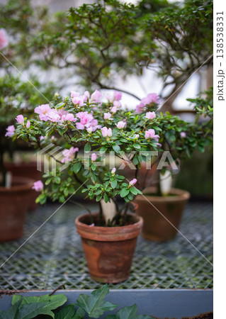Table with blossoming colorful Azaleas flower plants in small pots in orangery, spring in hothouse. 138538331