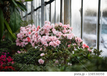 Flowering colourful Azaleas in greenhouse early spring. Blooming potted pink Rhododendrons indoors Flowering colourful Azaleas in greenhouse early spring. Blooming potted pink Rhododendrons indoors 138538350