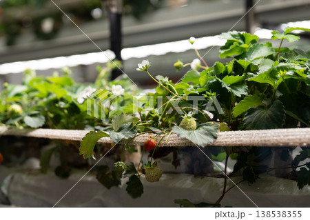 Strawberry cultivation in greenhouse. Mini-farm for growing Fragaria indoors in artificial soil. Strawberry cultivation in greenhouse. Mini-farm for growing Fragaria indoors in artificial soil. 138538355