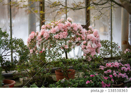 Lush rhododendron plant with blossoming pink flowers and green leaves blooming in orangery. Lush rhododendron plant with blossoming pink flowers and green leaves blooming in orangery. 138538363