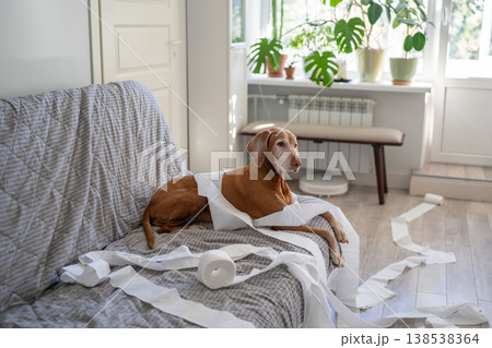 Naughty mischievous Vizsla dog laying on couch wrapped in toilet paper after making mess at home. Naughty mischievous Vizsla dog laying on couch wrapped in toilet paper after making mess at home. 138538364