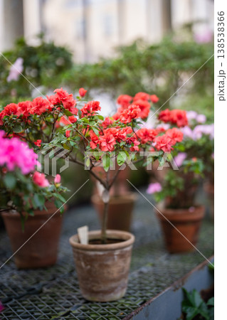 Red azalea blooming in glasshouse. Blossoming rhododendron in clay pot in greenhouse in spring time 138538366