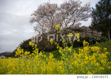 日本の岡山県のとても美しい満開の桜 日本の岡山県のとても美しい満開の桜 138538371