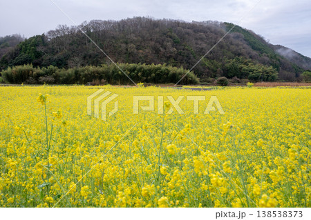 日本の岡山県のとても美しい満開の桜 日本の岡山県のとても美しい満開の桜 138538373