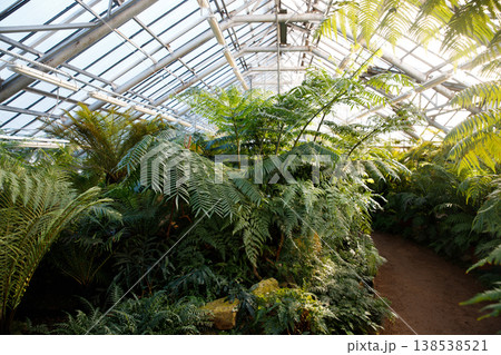 Tropical greenhouse, glasshouse with evergreen plants, ferns in a sunny day Tropical greenhouse, glasshouse with evergreen plants, ferns in a sunny day 138538521