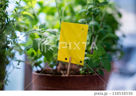 Fungus gnats stuck on yellow sticky trap closeup. Flypaper for Sciaridae insect pests at home garden 138538530