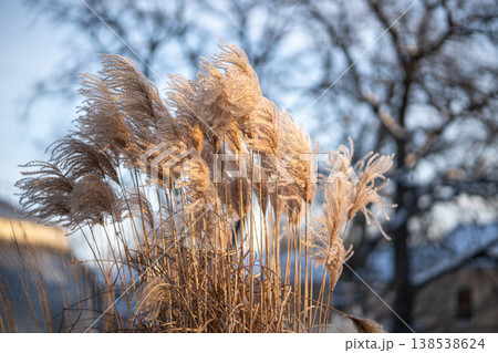 Dry pampas grass in winter outdoors. Plant Cortaderia selloana soft focus Dry pampas grass in winter outdoors. Plant Cortaderia selloana soft focus 138538624