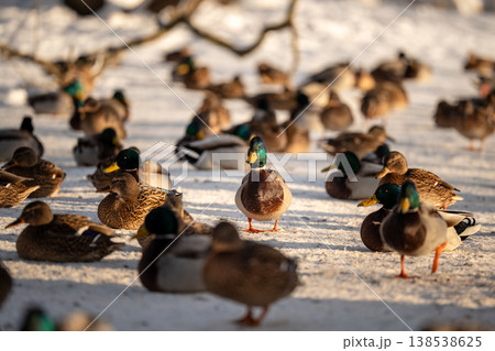 Flock of wintering ducks sitting on snow near unfrozen pond in city public park on frosty winter day waiting for fed time from people. Flock of wintering ducks sitting on snow near unfrozen pond in city public park on frosty winter day waiting for fed time from people. 138538625