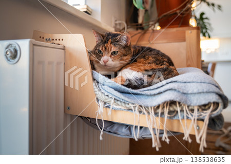 Domestic calico cat lying on shelf on soft plaid, chilling near heater at home. Heating season Domestic calico cat lying on shelf on soft plaid, chilling near heater at home. Heating season 138538635