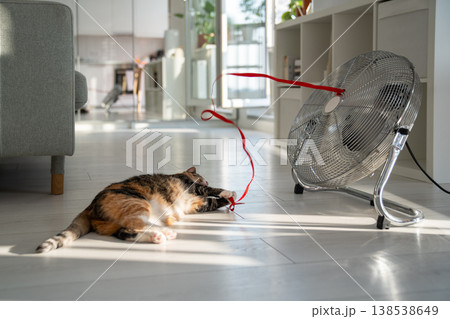 Summer heat and pet at home. Domestic cat lying on the floor, escapes from heat with help of fan. 138538649