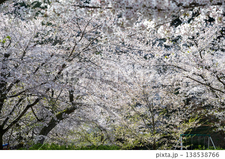 日本の鳥取県倉吉市の打吹公園の春の美しい風景 日本の鳥取県倉吉市の打吹公園の春の美しい風景 138538766