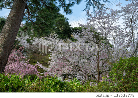 日本の鳥取県倉吉市の打吹公園の春の美しい風景 138538779
