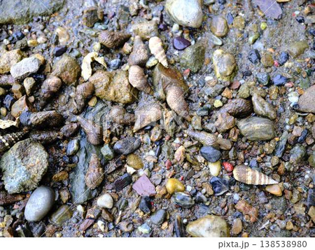 海の生き物の観察 フィールドワーク 海の生き物の観察 フィールドワーク 138538980