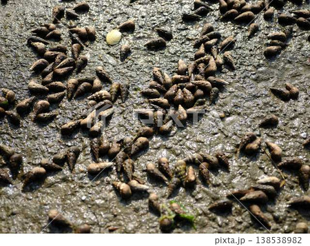 海の生き物の観察　フィールドワーク 138538982
