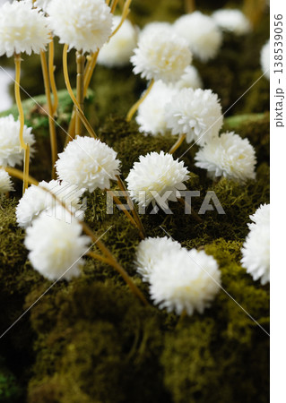 Close up of white dried flowers on green moss with thin stems, natural background 138539056