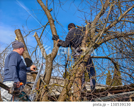 Professional arborists are busy pruning an old fruit tree, cutting off dead and overgrown branches using a chainsaw and a ladder on a sunny day with clear blue sky for garden maintenance. Professional arborists are busy pruning an old fruit tree, cutting off dead and overgrown branches using a chainsaw and a ladder on a sunny day with clear blue sky for garden maintenance. 138539130