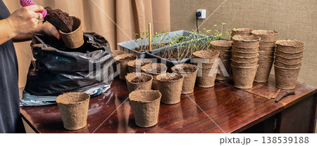 Woman's hands filling biodegradable peat pots with potting soil, preparing them for transplanting young green seedlings, showing the start of a home gardening project and plant care process. Woman's hands filling biodegradable peat pots with potting soil, preparing them for transplanting young green seedlings, showing the start of a home gardening project and plant care process. 138539188