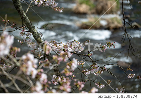 日本の岡山県真庭市の美甘宿の美しい桜 138539274