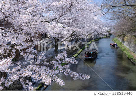 近江八幡・八幡掘 桜の季節 近江八幡・八幡掘 桜の季節 138539440
