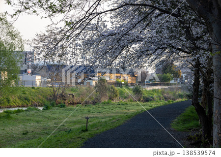 春　埼玉県朝霞市　黒目川沿いの風景　桜並木 138539574
