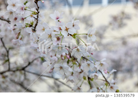 桜 アップ写真 桜 アップ写真 138539579