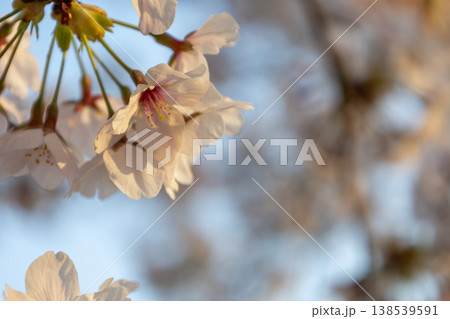 桜　アップ写真 138539591