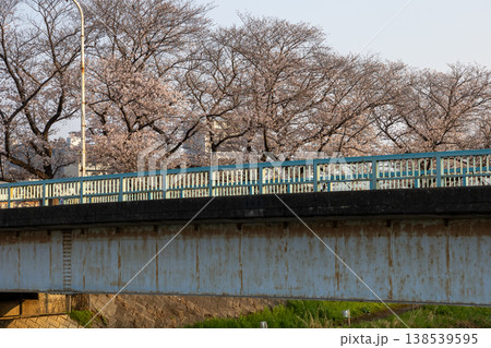 春　埼玉県朝霞市　黒目川沿いの風景　桜並木と橋 138539595
