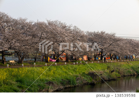 春 埼玉県朝霞市 黒目川沿いの風景 桜並木 春 埼玉県朝霞市 黒目川沿いの風景 桜並木 138539598