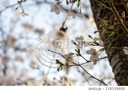 桜　アップ写真 138539600