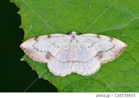 クロズウスキエダシャク（北海道・層雲峡） 138539855