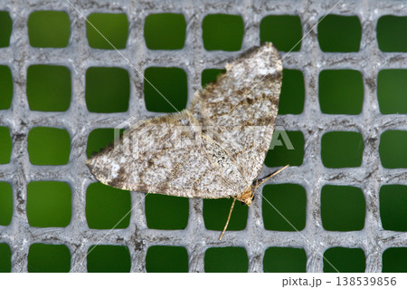 シロオビオエダシャク(北海道・層雲峡) シロオビオエダシャク(北海道・層雲峡) 138539856