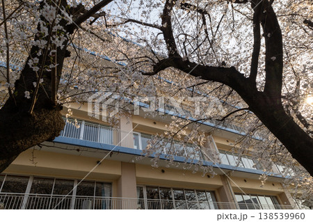 春　埼玉県朝霞市　街中風景　小学校校舎と桜 138539960