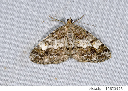 ヒメナカウスエダシャクの雌(北海道・知床) ヒメナカウスエダシャクの雌(北海道・知床) 138539984