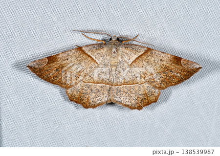 モミジツマキリエダシャクの雄（北海道・知床） 138539987