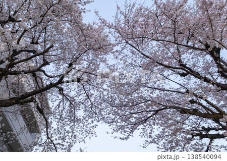 春 埼玉県朝霞市 街中風景 桜 春 埼玉県朝霞市 街中風景 桜 138540094