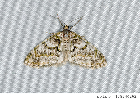 ウスベニスジナミシャク（北海道・知床） 138540262