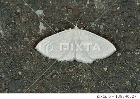 ウラテンシロヒメシャク（北海道・鶴居村） 138540327