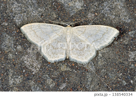 クロスジシロヒメシャク（北海道・層雲峡） 138540334