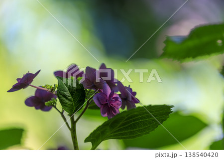 広島県三原市三景園の紫陽花園 広島県三原市三景園の紫陽花園 138540420