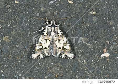 コゴマヨトウ(北海道・鶴居村) コゴマヨトウ(北海道・鶴居村) 138540672