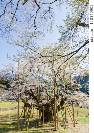 満開の根尾谷薄墨桜（岐阜県本巣市・淡墨公園） 138540903
