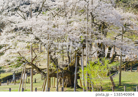 満開の根尾谷薄墨桜(岐阜県本巣市・淡墨公園) 満開の根尾谷薄墨桜(岐阜県本巣市・淡墨公園) 138540904